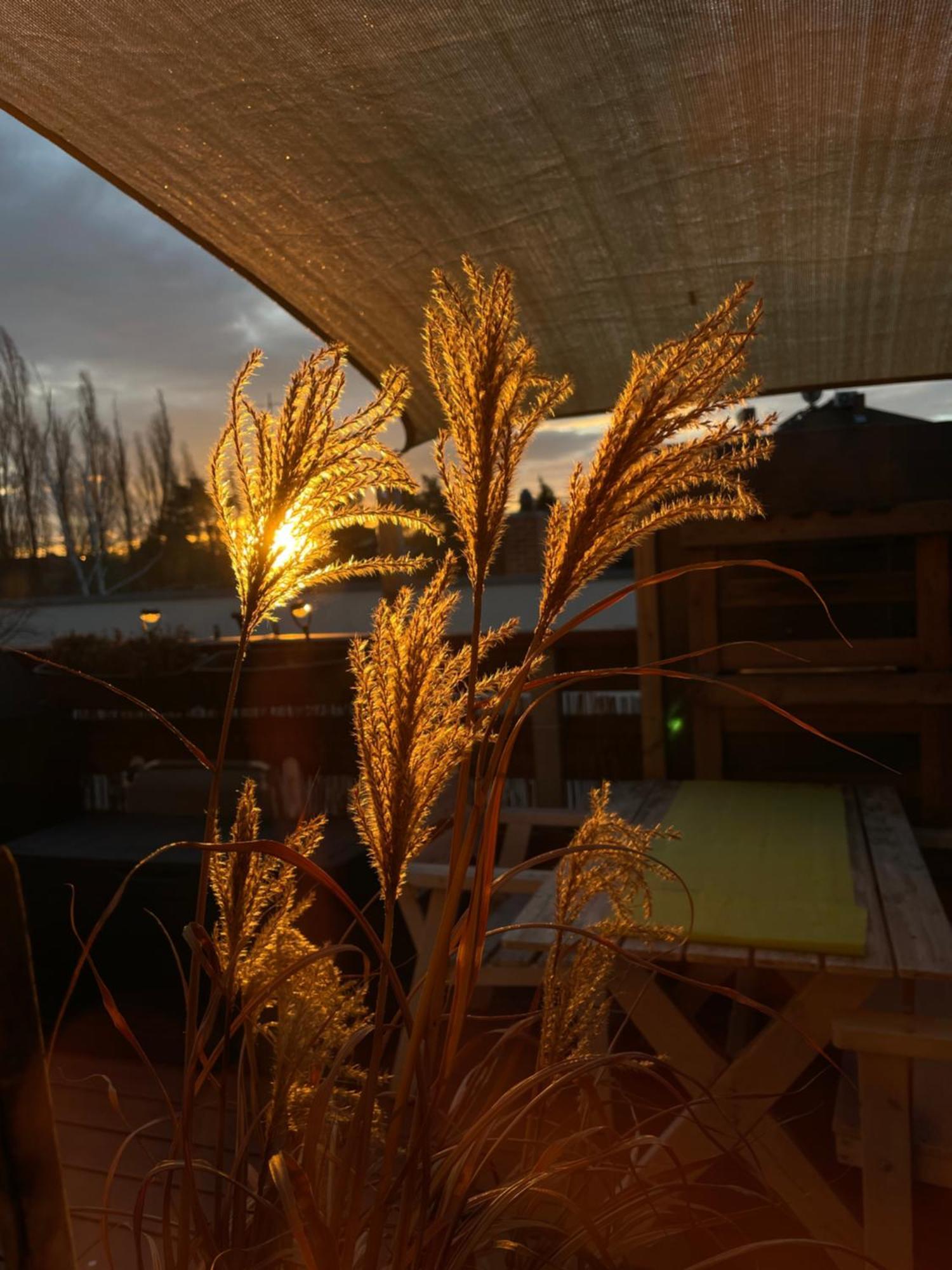 Bambus, Jungle, Dachterrasse & Bequem Bis Zentrum Радебойл Екстериор снимка